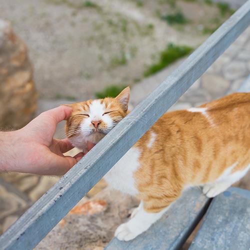 cat-1